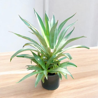 Agave Desmettiana - Smooth Agave